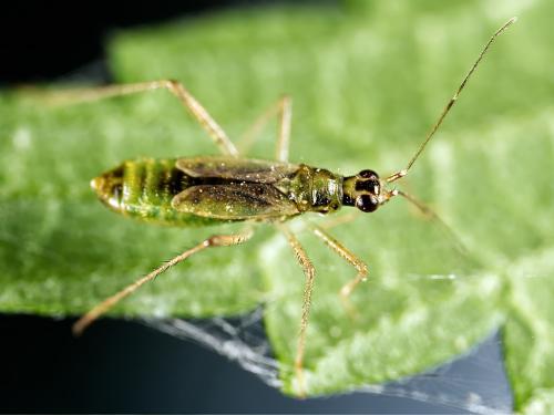 Réf. 326 993 : Dicyphus pallidus