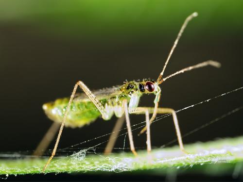 Réf. 326 994 : Dicyphus pallidus