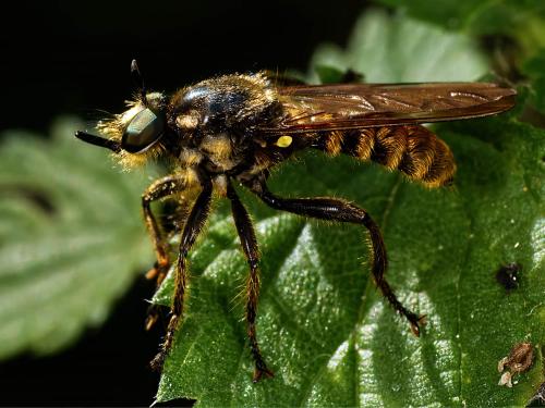 Réf. 326 937 : Choerades fimbriata