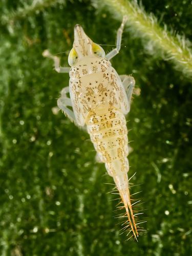 Japananus hyalinus