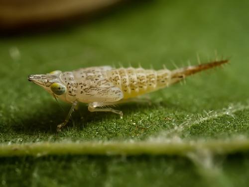 Japananus hyalinus