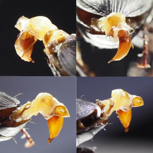 Laemostenus janthinus