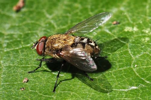 Réf. 326 094 : Pollenia sp.