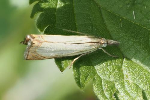 Chrysoteuchia culmella