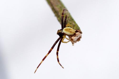 Misumena vatia