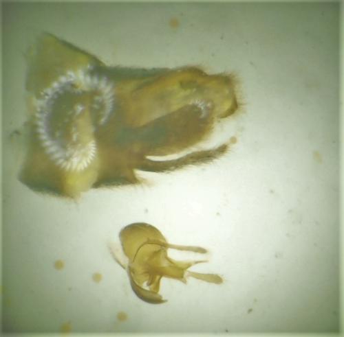 Réf. 326 125 : Malthodes minimus