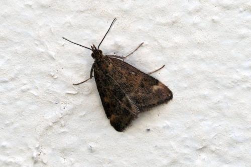 Pyrausta despicata