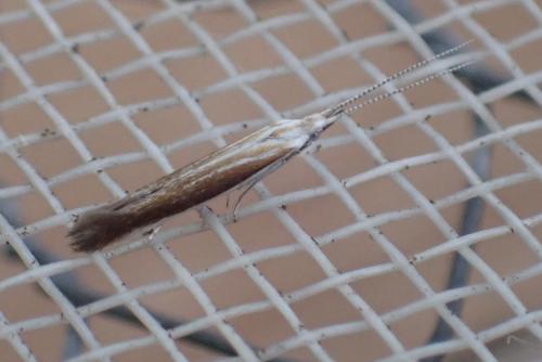 Coleophora saturatella