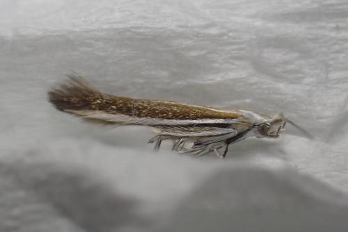 Coleophora saturatella