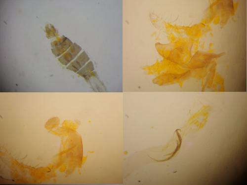 Coleophora saturatella