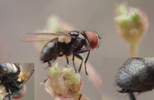 Phasia obesa