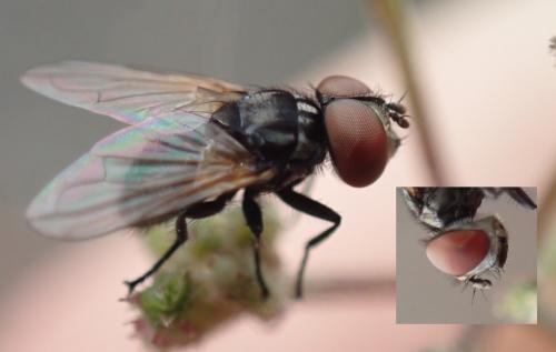 Phasia obesa