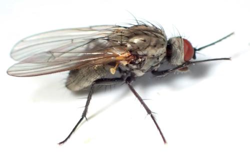 Réf. 326 796 : Botanophila fugax