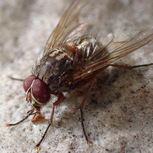 Réf. 326 829 : Phaonia valida