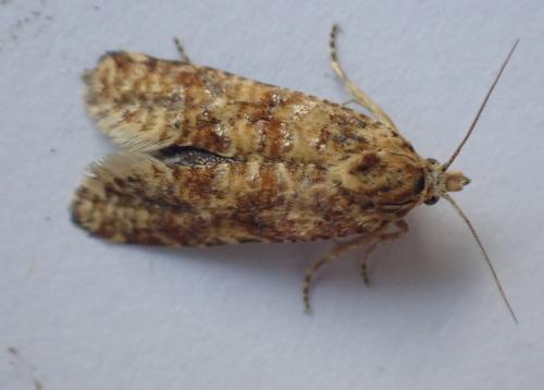 Aethes margarotana