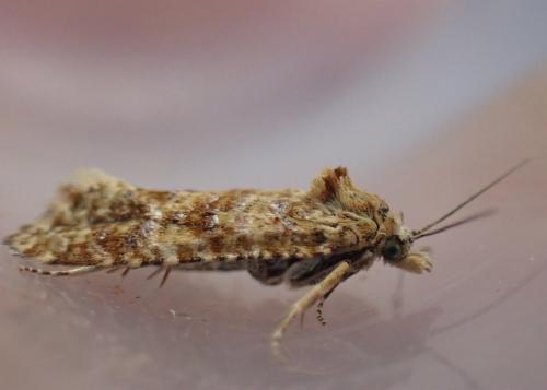 Aethes margarotana