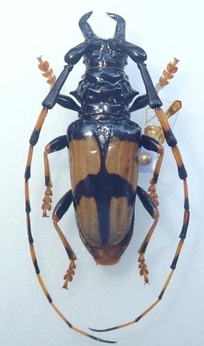 Réf. 326 870 : Dendrobias mandibularis mandibularis