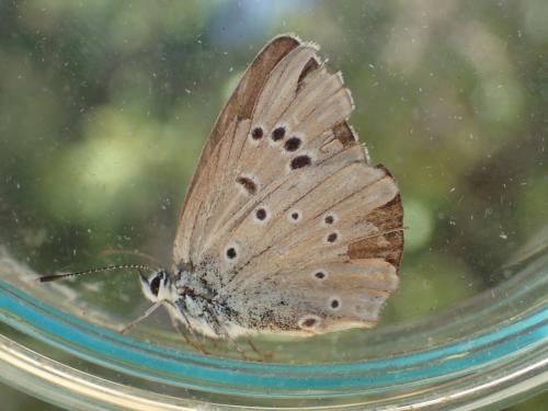 Réf. 326 860 : Polyommatus dolus