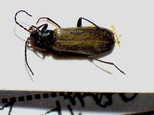 Rhagonycha sp.