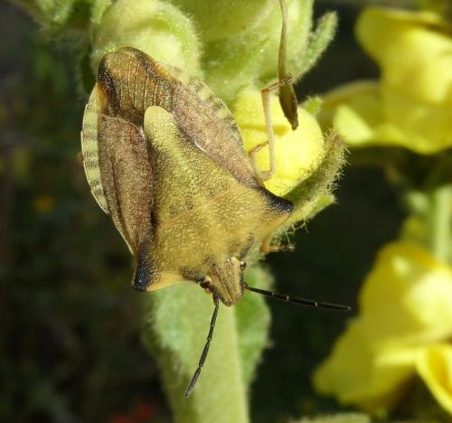 Réf. 326 619 : Carpocoris fuscispinus
