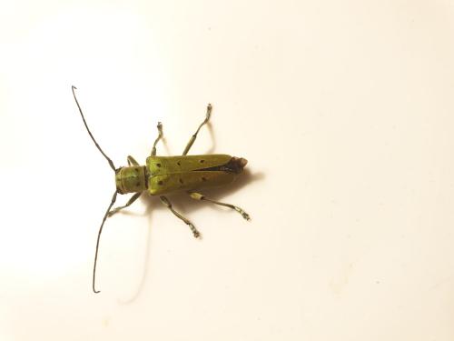 Saperda octopunctata