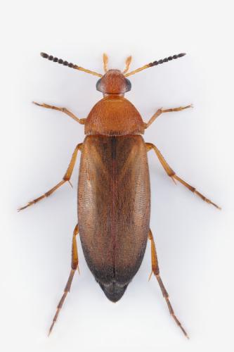 Réf. 326 705 : Anaspis costai