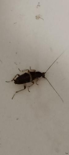 Planuncus vinzi