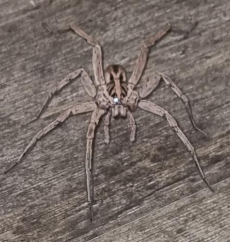 Hogna radiata