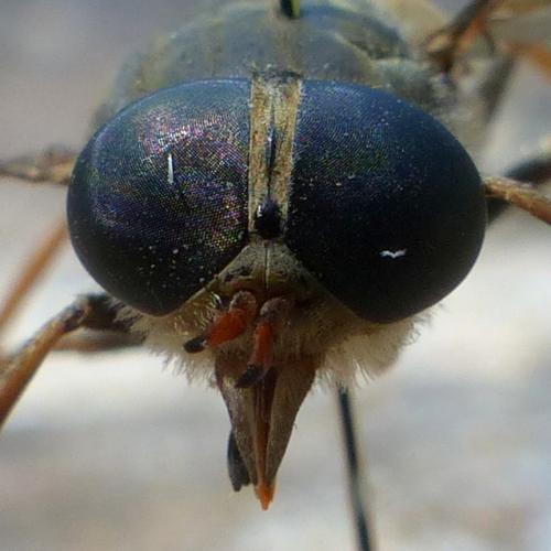 Réf. 326 735 : Tabanus tergestinus