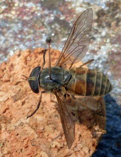 Réf. 326 734 : Tabanus tergestinus