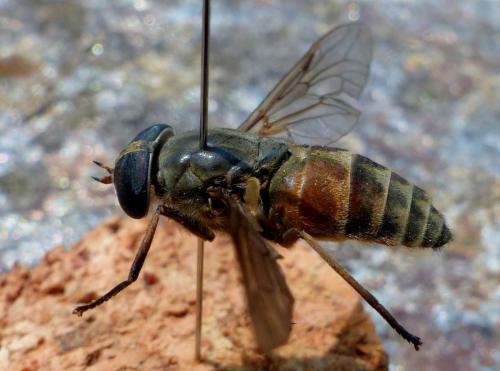 Réf. 326 733 : Tabanus tergestinus