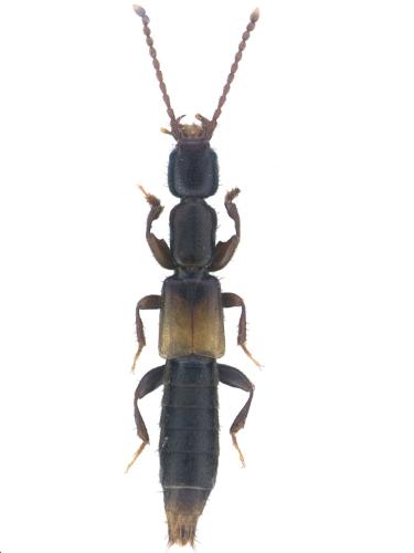 Throbalium dividuum dividuum