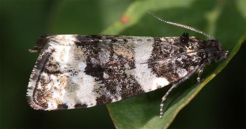 Phiaris bipunctana
