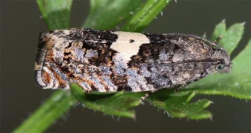Epiblema sp.