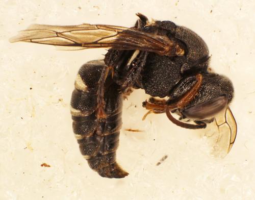 Oxybelus uniglumis