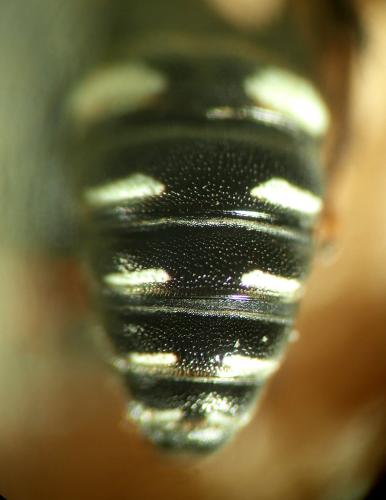 Oxybelus uniglumis