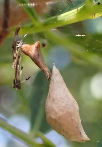 Rhomphaea nasica