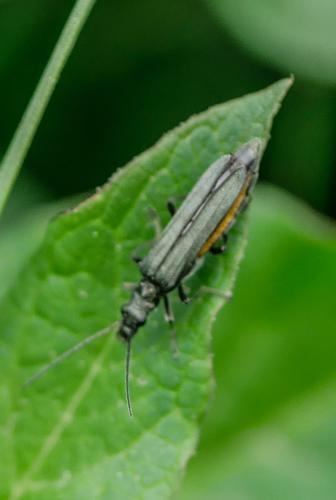 Oedemera nobilis