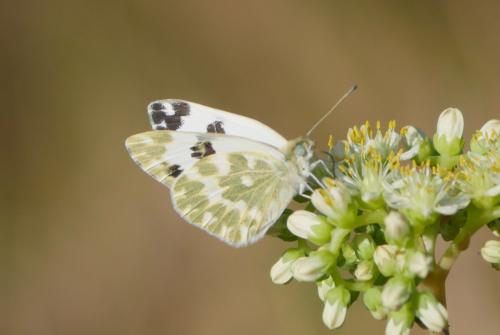Réf. 326 043 : Pontia daplidice