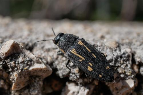 Réf. 326 115 : Buprestis novemmaculata