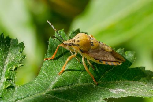 Réf. 326 240 : Carpocoris sp.