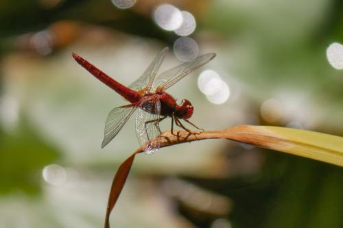 Réf. 326 720 : Crocothemis erythraea