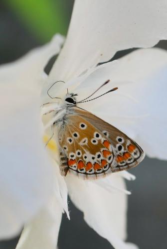 Réf. 326 983 : Aricia agestis