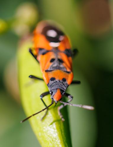 Réf. 326 052 : Lygaeus sp.