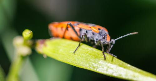 Lygaeus sp.