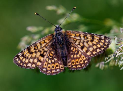 Réf. 326 071 : Melitaea cinxia