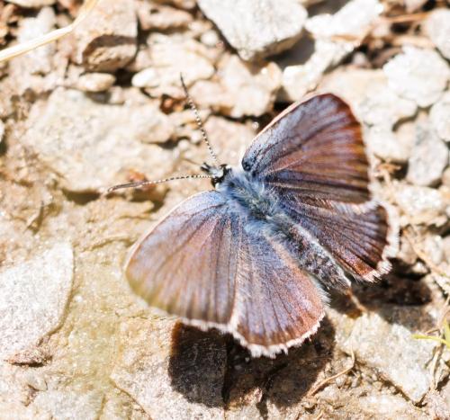 Réf. 326 395 : Plebejus sp.