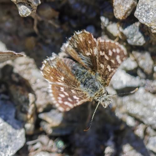 Réf. 326 392 : Pyrgus sp.