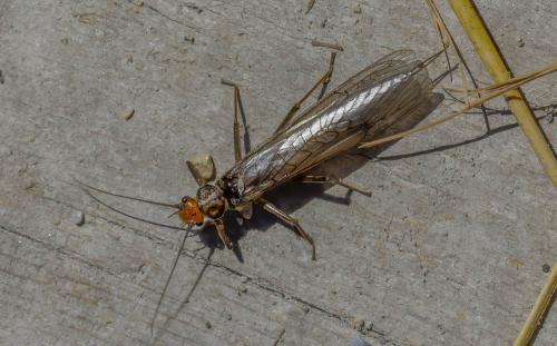 Réf. 326 025 : Perla grandis