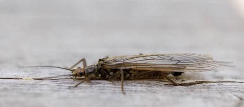 Perla grandis